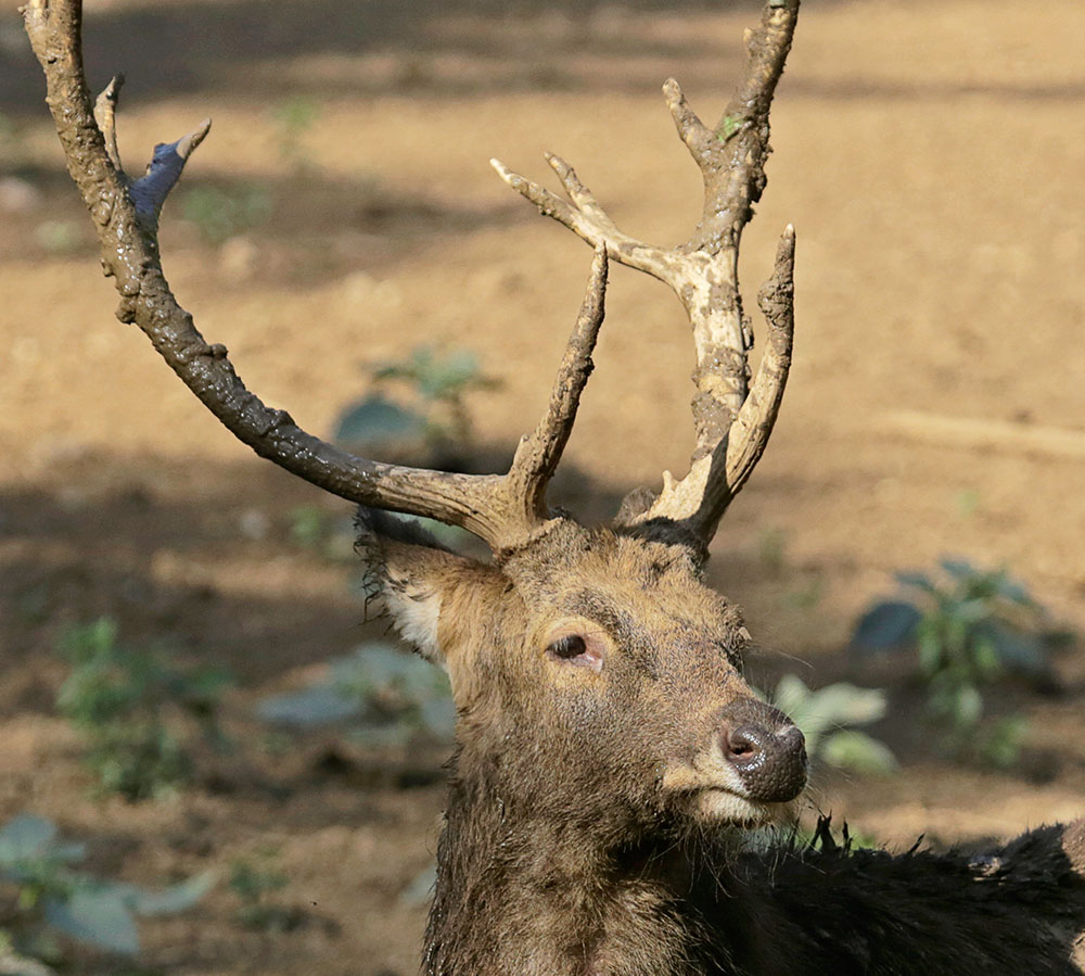Swamp Deer